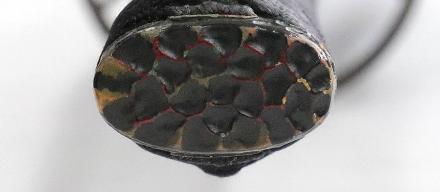 藤原兼房兼氏作 昭和六十二年吉日（岐阜県重要無形文化財）（源清磨写） Fujiwara Kanefusa Kaneuji - Photo 28